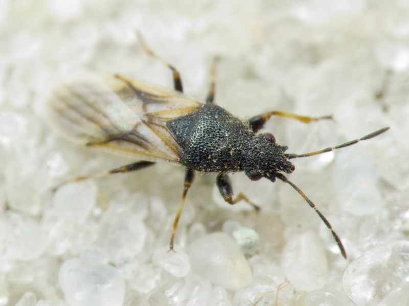 Metopoplax origani (Kolenati, 1845)